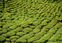 Herbata na prezent na święta