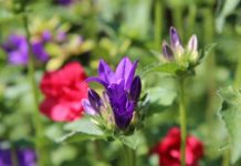 Kwiaty rabatowe wieloletnie