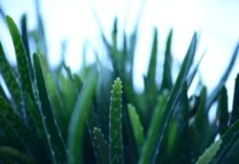 Aloes do picia Aloes do picia