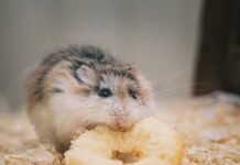 Wygodne i praktyczne kolby dla gryzoni zróżnicują dietę Twoje pupila Kolby dla gryzoni