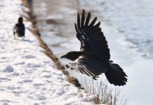 Co łączy kruka i sekretarzyk?