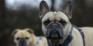 Co to jest Harness do biustonosza?