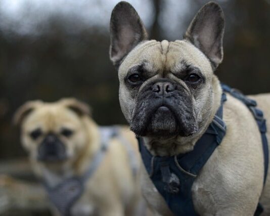 Co to jest Harness do biustonosza? Co to jest Harness do biustonosza?