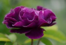 Jaka fryzura do kwiecistej sukienki?