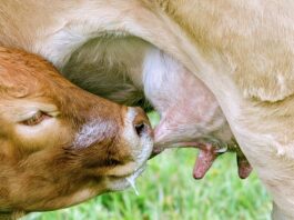 Czy smoczek jest potrzebny do szpitala?