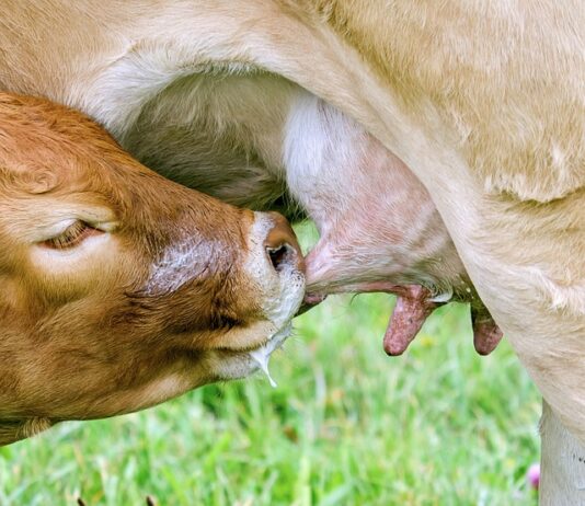 Czy smoczek jest potrzebny do szpitala? Czy smoczek jest potrzebny do szpitala?