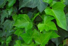 Czy dziura po Helixie zarasta? Czy dziura po Helixie zarasta?