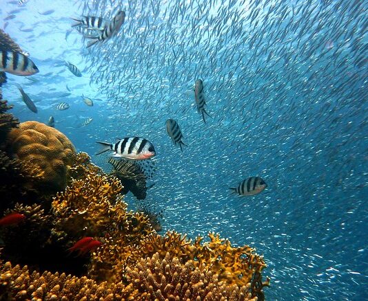 Ile może kosztować koralowiec?