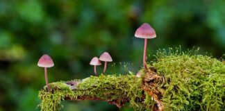 Jakie są rodzaje kopert?