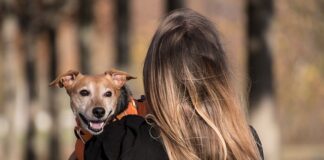 Jak założyć Harness?