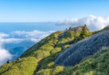 Jaka jest różnica między koralem a Koralowcem?