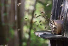 Jak przebrać dziecko za pszczołę? Jak przebrać dziecko za pszczołę?