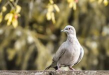 Co to jest kołnierzyk button down?