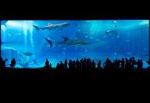 Jak długo świecić w akwarium morskim?