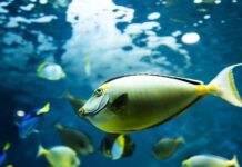 Dlaczego rafy koralowe giną?