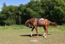 Jak montować Nity kaletnicze? Jak montować Nity kaletnicze?