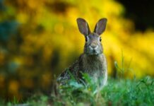 Jak czyścić uszy po przekłuciu? Jak czyścić uszy po przekłuciu?