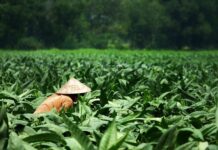 Dlaczego kapelusze wyszły z mody?