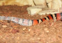 Jak się kupuje koszulę? Jak się kupuje koszulę?