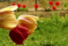 Jak uratować starte czubki butów?