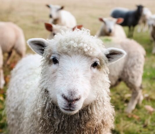 Czy owce muszą mieć kolczyki?