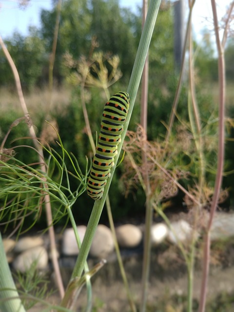Jaki jest najbardziej Bolący kolczyk? Jaki jest najbardziej Bolący kolczyk?